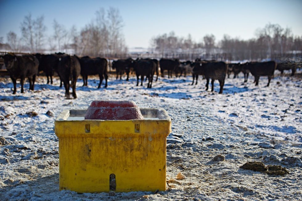 ritchie watering bowl in winter by cows